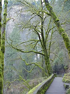 Picture of Multnomah Falls, Columbia River Gorge.