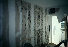 Picture of Mold.