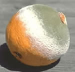 Picture of Spoiled Florida Orange.