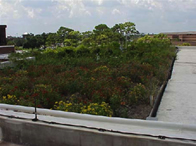 green roof