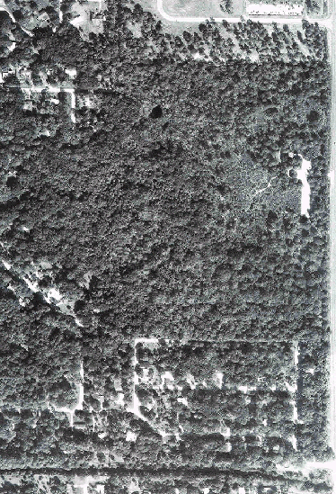 Aerial photo of trees.